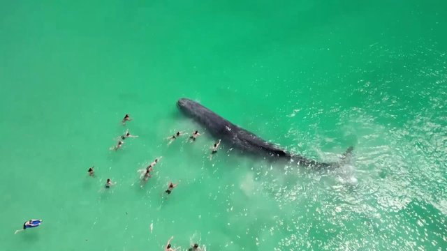 Australijoje į seklius vandenis atplaukęs banginis sulaukė plaukikų dėmesio: ėmė jį glostyti