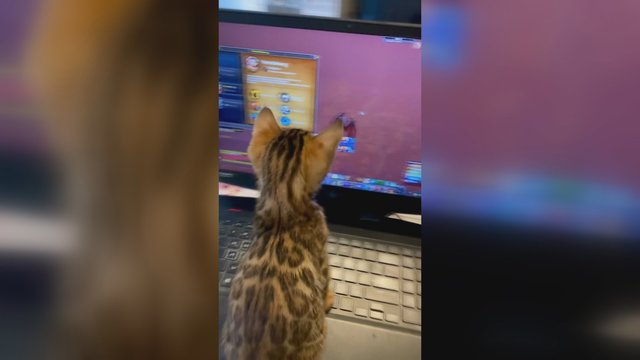 Šiam katinui sumanumo tikrai netrūksta: užfiksavo bandantį žaisti kompiuterinį žaidimą