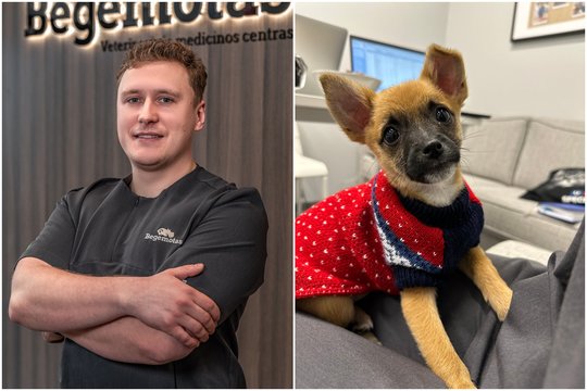 7 priežastys, kodėl šuo dreba: veterinaras perspėja reaguoti greitai – dvi iš jų yra labai pavojingos