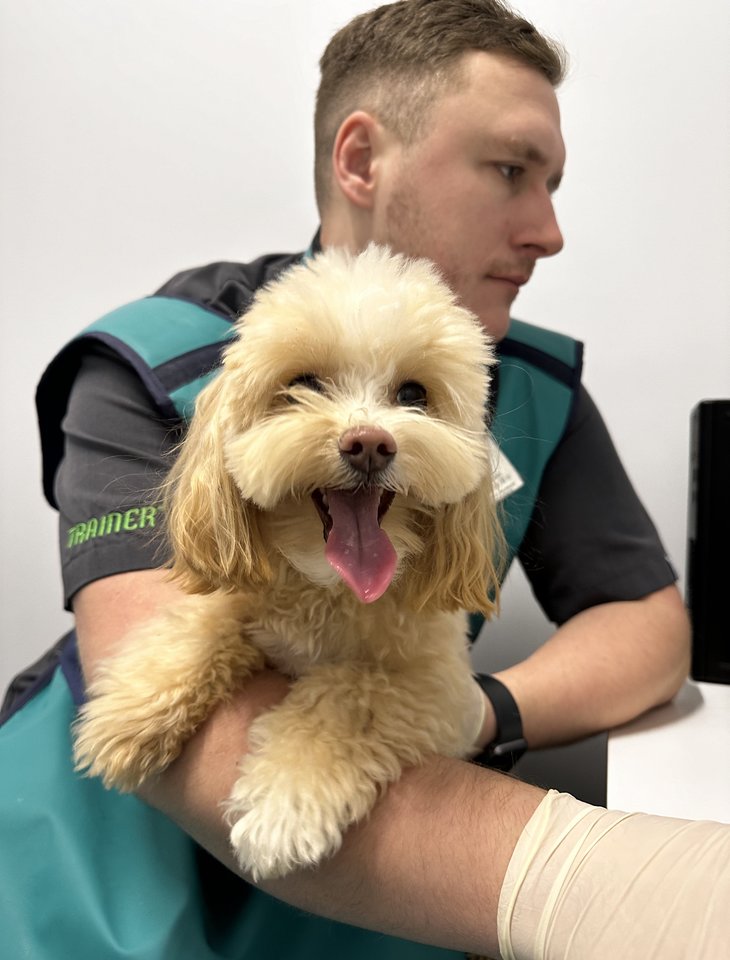 Jei pastebėjote, kad jūsų šuo dreba, neskubėkite nerimauti.