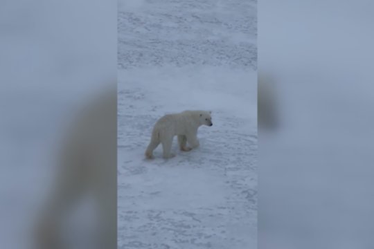 Lipant ant ledo budrumo nepraranda net lokys: užfiksavo, kaip saugiai kerta užšalusį vandens telkinį
