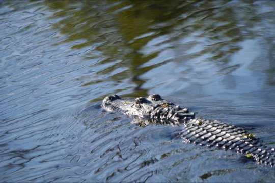 Išsirito išskirtinės išvaizdos aligatoriaus jauniklė – tokių gyvūnų pasaulyje tik aštuoni