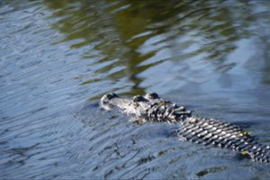 Išsirito išskirtinės išvaizdos aligatoriaus jauniklė – tokių gyvūnų pasaulyje tik aštuoni
