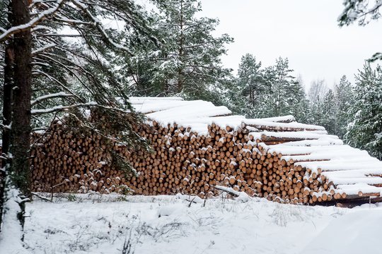 VMU pranešė stabdanti kirtimus „Natura 2000“ teritorijose