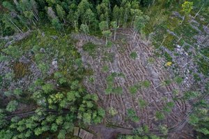 Seimas nepritarė miškus apsaugančiai referendumo iniciatyvai