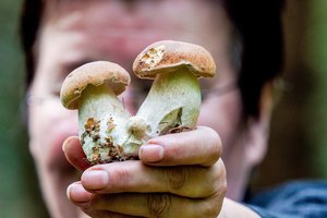 Už „pripjautus grybus“ VVTAT skyrė tūkstantinę baudą: tikino, kad papildai gydo ligas