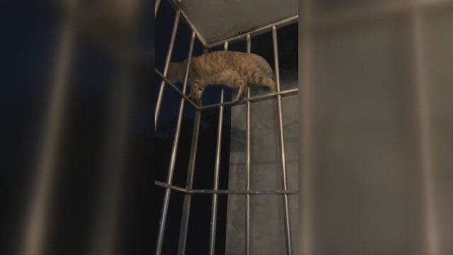 Neįtikėtinas katino lankstumas: nufilmavo, kaip prasmuko pro grotas