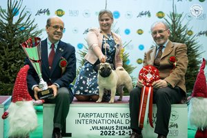 Vilniuje metus užbaigs įspūdinga šunų paroda: tarp daugiau nei 1200 šunų – milžiniška konkurencija