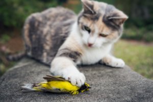 Katės kelia pavojų šimtams nykstančių gyvūnų rūšių: „Ėda tai, kas papuola“