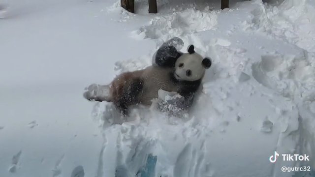 Pamatykite, kaip panda linksminasi: džiaugiasi sniegu tarsi vaikas