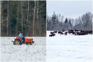 Pareigūnų radinys miške šokiravo: leisgyvį gyvūną mirti palikusį vyrą išdavė traktoriaus ratų ir vilkimo žymės