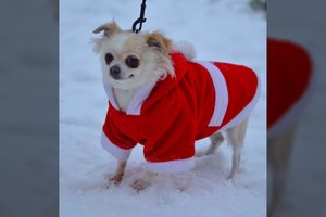 Energinga senjorė, kurią šeimininkai grasino užmušti, dovanoja savo draugystę ir meilę