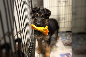 Angeliškų akių „vilkiukė“ buvo rasta išmesta dėžėje: garantuoja – kartu liūdna tikrai nebus