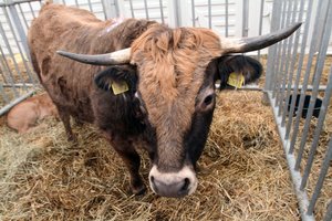 Raseinių rajone jautis mirtinai sužalojo vyrą