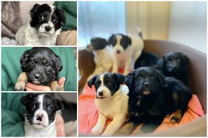 6 išdykėliai trokšta dovanoti meilę ir žaidimus: pamilusiems iš pirmo žvilgsnio – perspėjimas