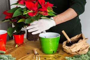 Tinkamai pasirūpinę puansetijomis, jomis džiaugsitės ir po Kalėdų: trys patarimai ir šios gėlės nevys