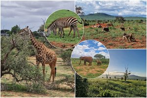 Lietuvės įspūdžiai iš Kenijos: sniego baltumo paplūdimiai ir rožiniai zebrai