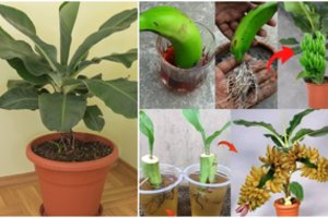 Nustebsite, kaip lengvai savo namuose galite iš paprasto banano užsiauginti medį: tik keletas patarimų