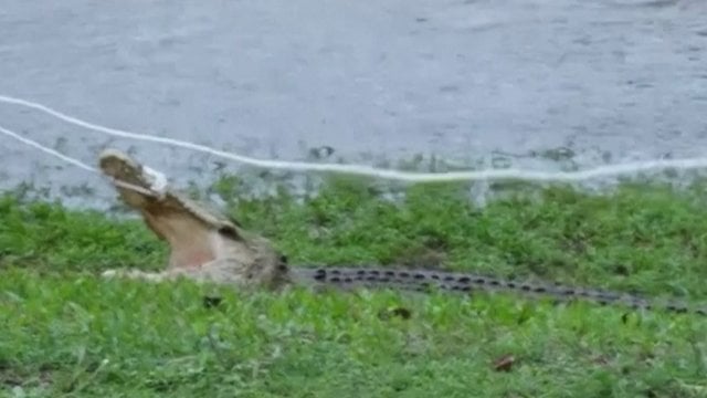 Neregėtas vaizdas Australijos gatvėse: užlietose teritorijose praeivių žadą atėmė krokodilas