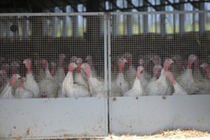 Paukščių gripas pirmą kartą nustatytas Lietuvos komerciniame ūkyje