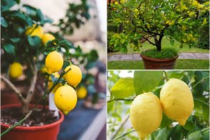 Tropikai ant palangės: citrinų namuose galima užsiauginti visiškai lengvai – prireiks tik vieno svarbaus dalyko