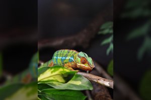 Į Vilniaus zoologijos sodą atvyko nauji gyventojai: pamatyti bus galima jau per Kalėdas