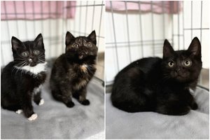 Tokio grožio ir meilumo mažylius pamilsite besąlygiškai: 3 kačiukai pasiruošę skleisti savo kerus