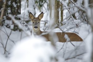 Žmonių kiemus žiemą lanko svečiai iš miško: primena, kaip elgtis 