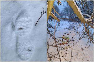 Brakonierius susekė pagal pėdsakus sniege: gyvūnus medžiojo itin žiauriu būdu