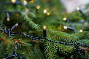 Ekspertas įvardino, kokius mitus apie kalėdines eglutes tenka laužyti kasmet ir kaip jas prižiūrėti