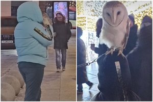 Vilniaus centre su pelėda nusifotografuoti siūliusi moteris – nubausta: paaiškėjo, kad tai itin retas paukštis