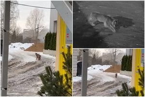 Panevėžyje užfiksuota lūšis: įspėja saugoti augintinius – mano, kad plėšrūnas jau pasigvelbė keletą kačių