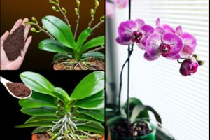 Gausybė orchidėjų žiedų – vos per kelias savaites: išbandykite milijono šių gėlių mėgėjų patikrintu auginimo būdu: atima žadą