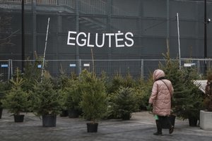 Prie Kalėdų stalo – net ir vogtos eglutės: dėl gražesnių šakų nebijo įsibrauti ir į svetimo žmogaus kiemą