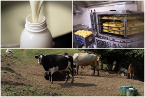 Kuo pienas naudingas sveikatai: į ką atkreipti dėmesį jį perkant