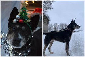 Idealiai prasidėjęs Milės gyvenimas virto košmaru: likimo mėtoma ir vėtoma skirtingų akių gražuolė trokšta tik vieno