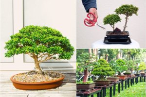 Bonsai – pasitikrinkite, ar šių medelių auginimas įkandamas ir jums