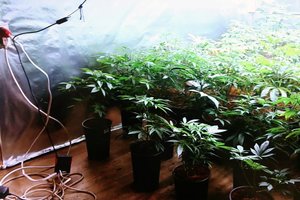 Kanapes auginusiam 18-mečiui tauragiškiui paskirta arešto bausmė