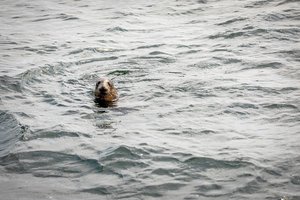 Siųstuvų duomenys parodė, kur Kalėdas sutiko Lietuvoje išslaugyti ruoniukai: išsibarstė plačiai po Baltijos jūrą