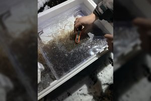 Lietuvos vandens telkinius praturtino beveik 1,6 tonos ungurių