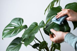 Monstera – visų mylima, bet kelianti pavojų: kodėl nuo jos būtina saugoti vaikus ir augintinius 