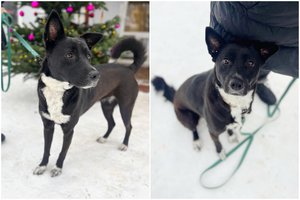 Ilgakojė Čita ne dėl savo kaltės buvo priversta pakeisti ne vienus namus: ieško aktyvių šeimininkų