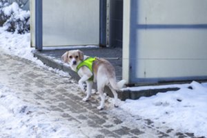 Pasiklydo augintinis? Gyvūnų prieglaudos atstovė paaiškino, kaip jo ieškoti