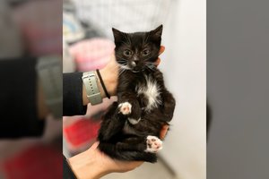 Mažiausias vados kačiukas – švelnumo ir žaismingumo įsikūnijimas: ieško draugo ar draugės visam gyvenimui