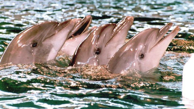 Klaipėdos delfinariume – energingas delfinų pasirodymas: pabrėžia ekologijos ir tvarumo svarbą