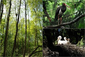 Nustatyta 50 naujų saugomų paukščių lizdaviečių