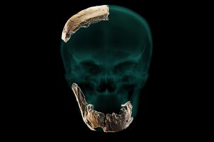 Skelbia suradę dar vieną senovinių žmogaus rūšį: naujos fosilijos atskleidžia paslaptingą žmonijos liniją