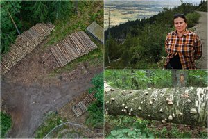 Biologė prof. V. Podėnienė: nėra logiškai mąstančio žmogaus, kuris sakytų, kad Lietuvoje su miškų kirtimais viskas gerai