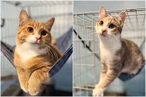 „Laukiniai“ kačiukai virto mielais, bet droviais murkliais: prašo išpildyti svajonę