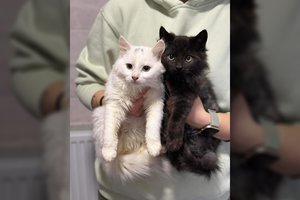 Parke išmesti kačiukai gavo išskirtinius vardus: tobulas duetas ieško trokštančių dvigubos laimės ir meilės